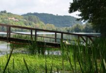 Loss of Language Among Greeks and Armenians